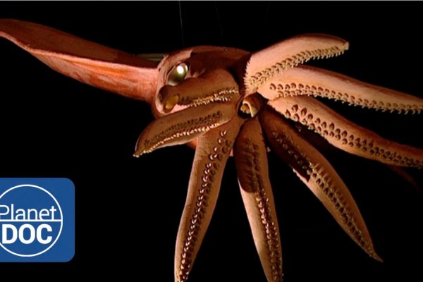 Кракен krakens13 at
